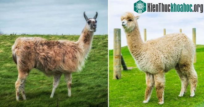 Alpacas và Llama