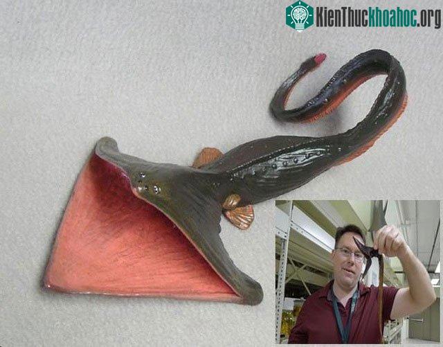Loài cá Eurypharynx pelecanoides sở hữu cái miệng khổng lồ, gợi nhớ tới mỏ của bồ nông.