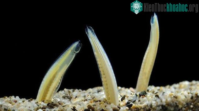 Amphioxus phân bố rộng rãi ở vùng nước nông của đại dương