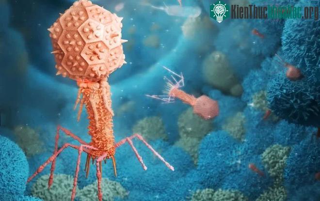 Những virus có bộ gene "ngoài hành tinh" sẽ khiến sách giáo khoa sinh học phải được viết lại ảnh 4