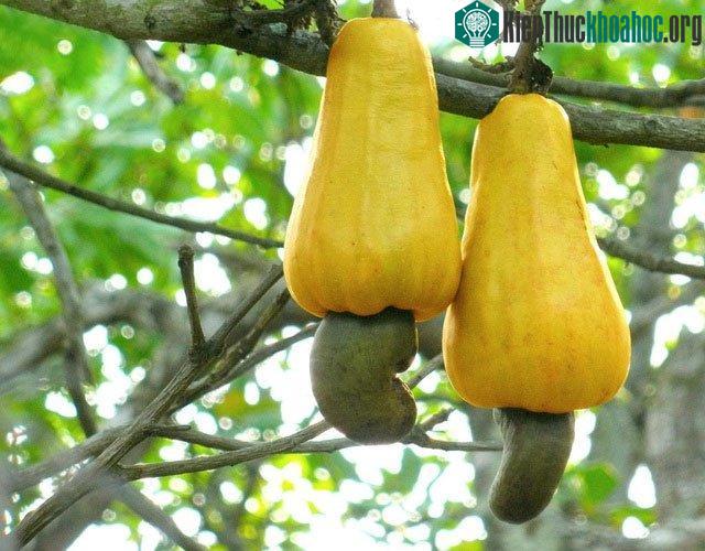 Hiện cây vẫn cho ra lượng hạt lớn
