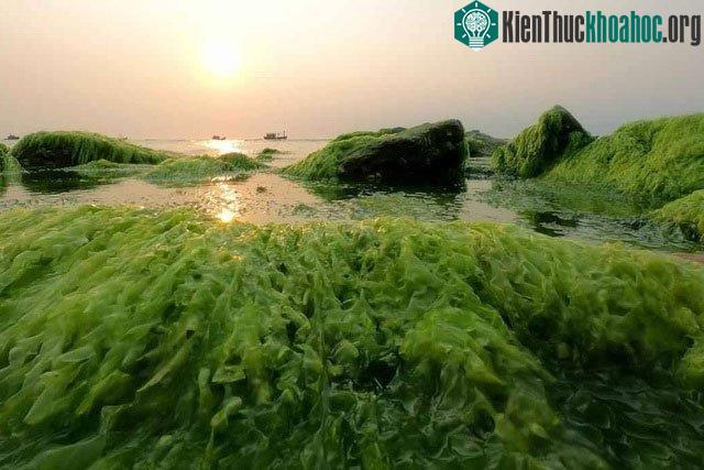 Mùa này, những bãi đá nham thạch trên đảo Lý Sơn đều bị rêu bao phủ.