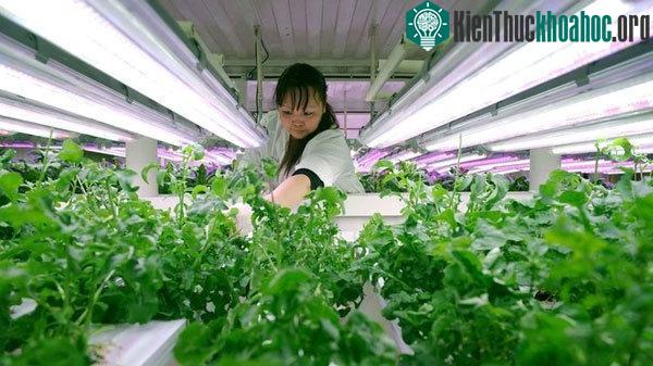 Tại đây, người ta trồng thêm rau củ các loại để có thức ăn tươi