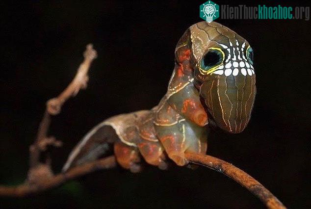 Sâu bướm đêm màu hồng đôi khi còn được gọi là "sâu bướm đầu to".
