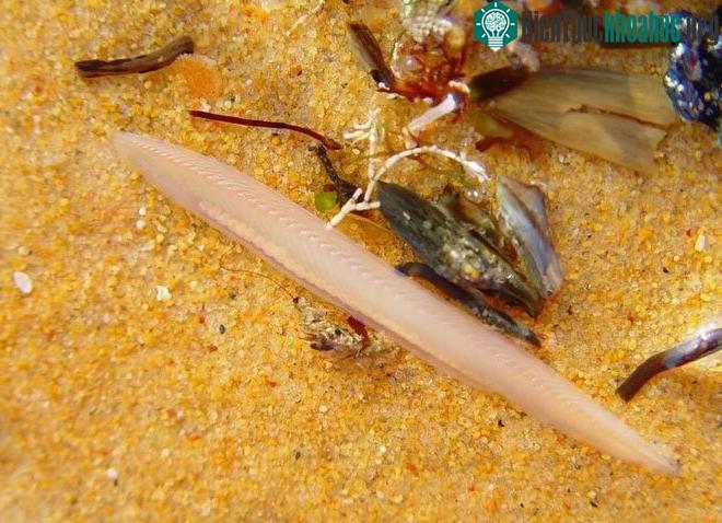 Cá Văn Xương dài 3 đến 5cm, hình thái rất lạ.