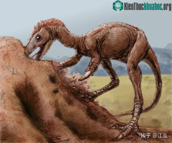Chi trước của chúng rất ngắn.