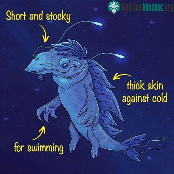 Hình dáng tốt nhất để sinh sống là hình chú cá heo vũ trụ hoặc lợn biển.