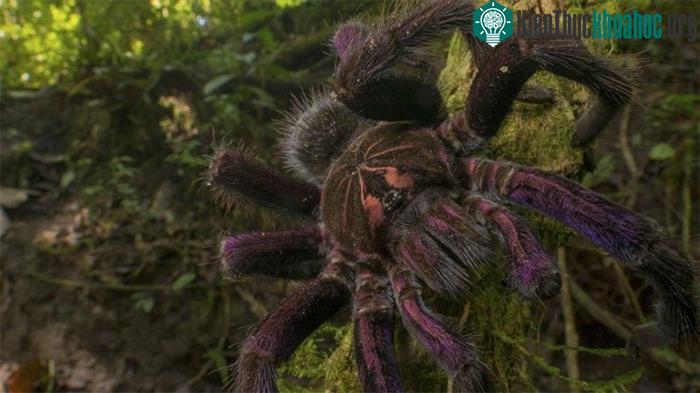 Tarantulas lần đầu tiên xuất hiện cách khoảng 120 triệu năm trước.