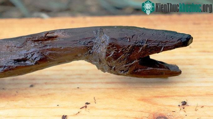Tượng điêu khắc rắn từ thời kỳ đồ đá ở Phần Lan.
