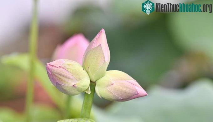 Hiện tượng hiếm thấy trong tự nhiên: Ba búp sen trên cùng một cuống ảnh 0