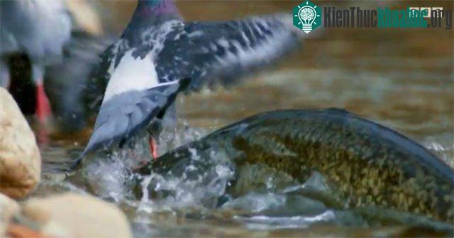 Cá nheo chồm lên, kéo con bồ câu xuống nước.