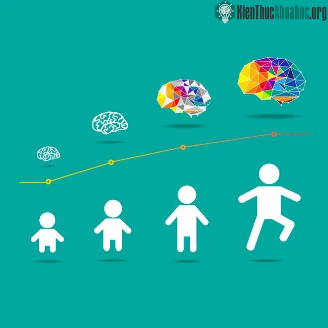 Não bộ còn trẻ “dẻo” hơn - có nghĩa là chúng dễ định hình hơn.
