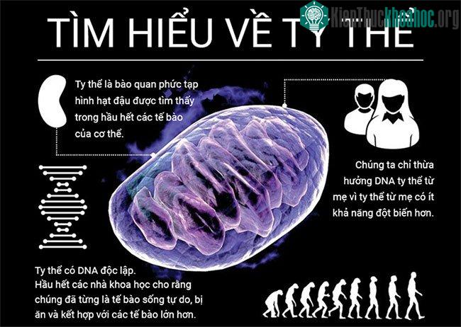 Tìm hiểu ty thể - "nhà máy phát điện" siêu xịn sò của cơ thể