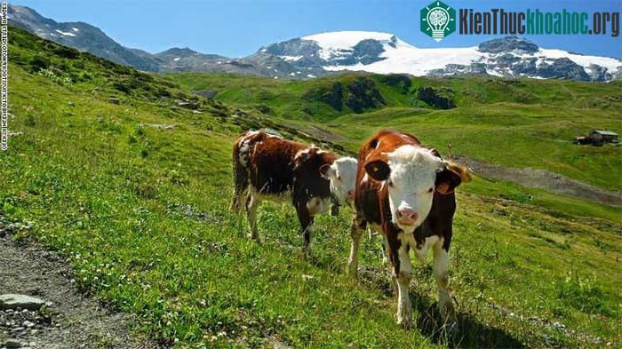 Phát hiện vi khuẩn trong ruột bò có thể phân huỷ nhựa, tia hy vọng cho vấn đề xử lý rác thải? ảnh 0