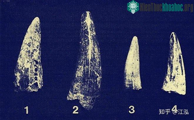 Hóa thạch răng của Quinkana fortirostrum.