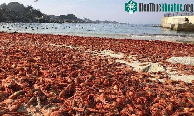 Cua cá ngừ mắc cạn hàng loạt trên một bãi biển ở Pacific Grove, California.