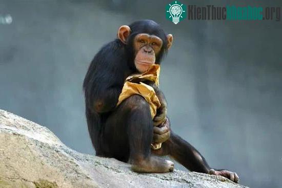 Tinh tinh là một trong những sinh vật gần gũi nhất với con người.