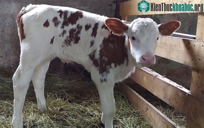 Con bê nhân bản hoạt động khỏe mạnh.