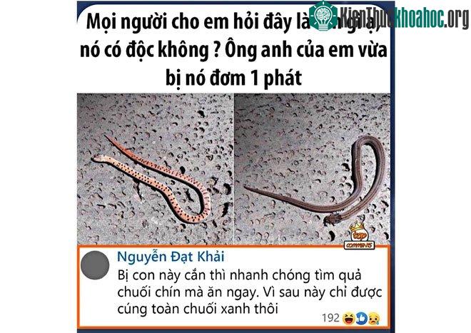 Thực hư loài rắn cắn 1 phát phải đi tìm quả chuối chín để ăn vì sau chỉ được... cúng chuối xanh! ảnh 0