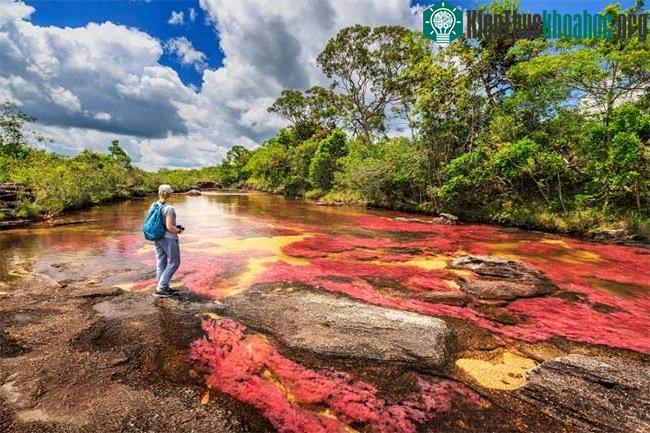 “Dòng sông trốn xuống từ thiên đường” Caño Cristal.