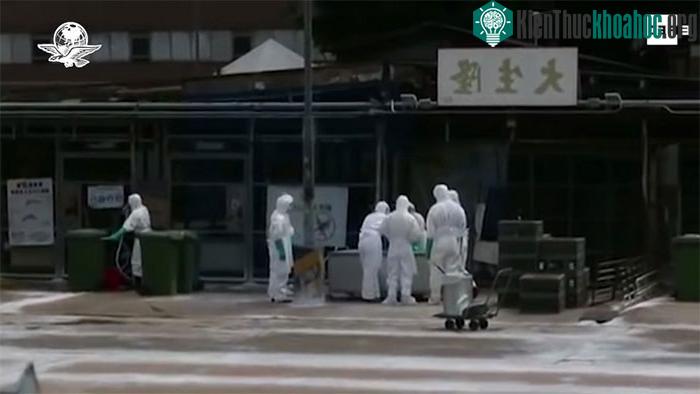Các nhà nghiên cứu Trung Quốc cho hay, virus H5N8 có khả năng gây bệnh cao.