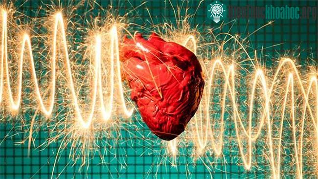 Về lý thuyết, động vật có vú vẫn có thể bị đau tim nhưng trên thực tế chúng lại không bị tình trạng này.