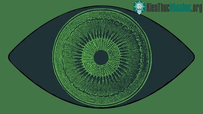 Phương pháp mới này sử dụng ánh sáng để điều chỉnh những neuron đã được chỉnh sửa gene