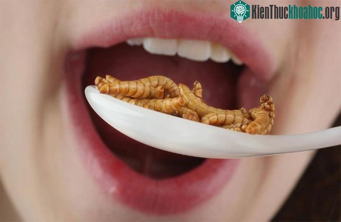 Thực phẩm từ côn trùng