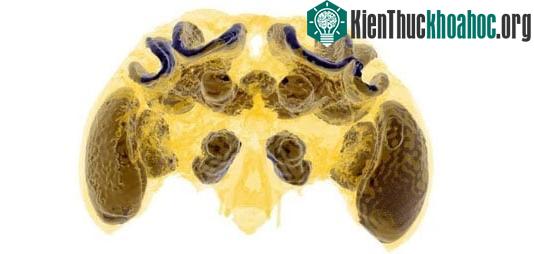 Ảnh chụp bộ não của một con ong