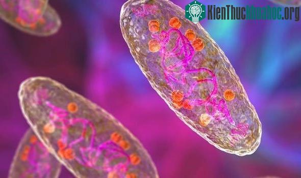 Vi khuẩn Yersinia pestis