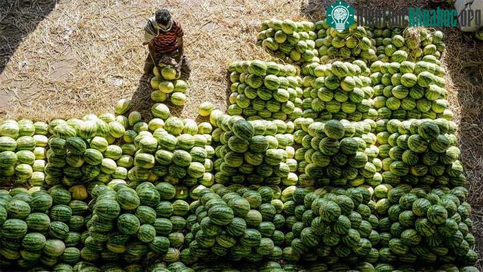 Dưa hấu có nguồn gốc từ châu Phi.
