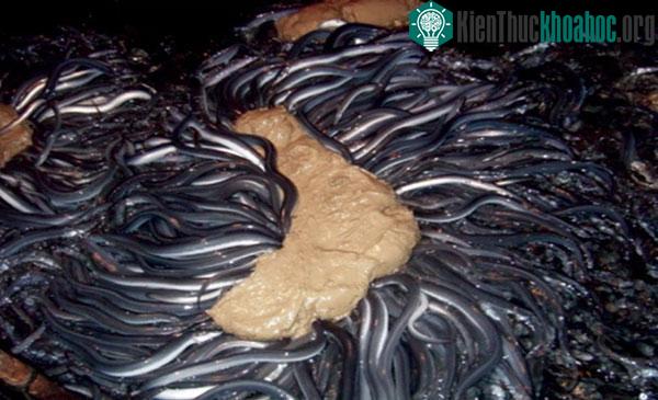 Lươn Nhật đang ăn