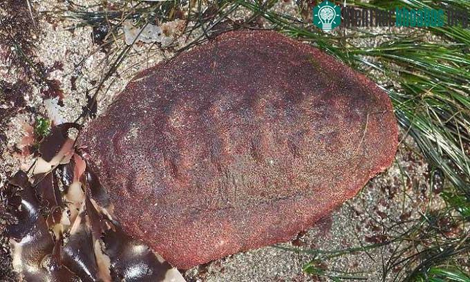 Chiton có hình dáng giống miếng thịt.