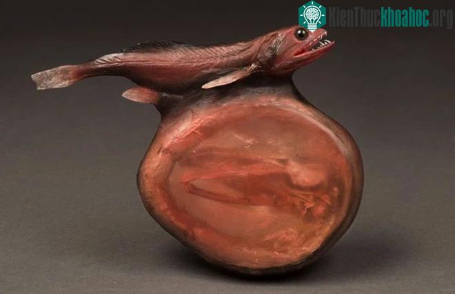 Cá Black Swallower