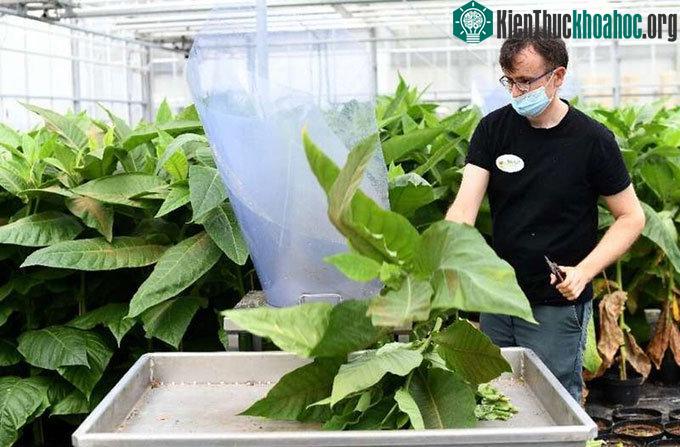 Công nhân thu hoạch bọ xít mù Macrolophus trên cây thuốc lá.