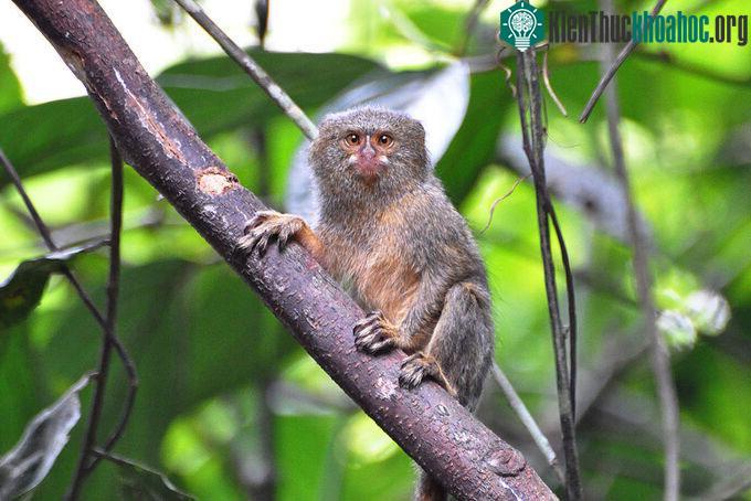 Khỉ sóc đuôi lùn tây bắc (Cebuella pygmaea).