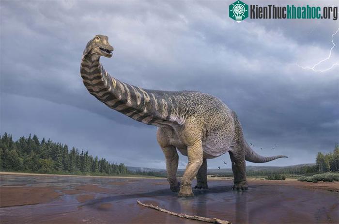 Khủng long Australotitan cooperensis