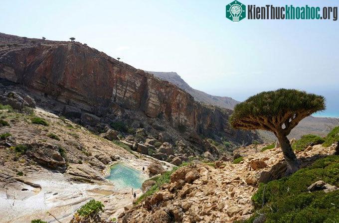Một cây long huyết mọc đơn độc trên sườn đồi Homhil ở phía đông bắc đảo Socotra.