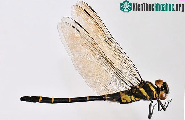 Chuồn chuồn Chlorogomphus danhky.
