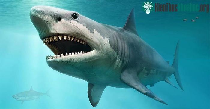 Cá mập cổ đại Megalodon có chiều dài lên tới 65ft (19,8 mét).
