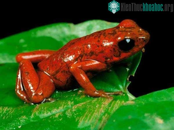 Sự khác biệt giữa chất độc và nọc độc là gì? ảnh 0