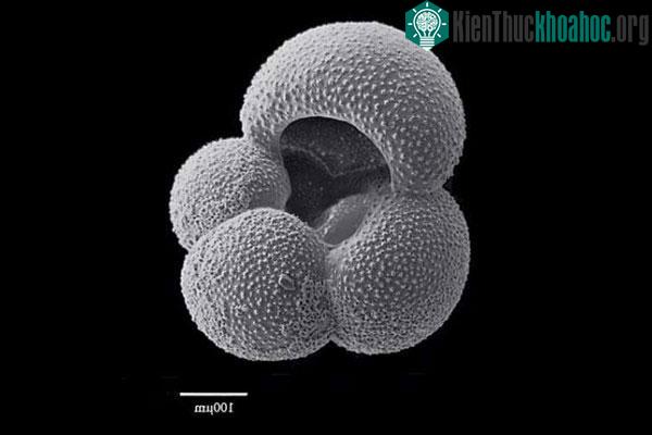 Lịch sử của CO2 trên Trái đất được lưu giữ trong các hóa thạch và phân tử cực nhỏ.
