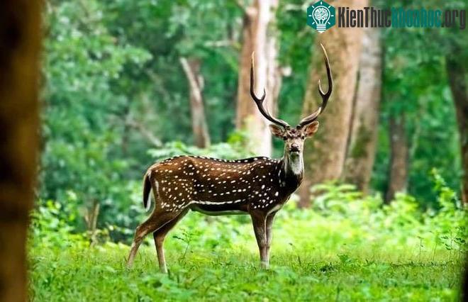Hươu đốm có nguồn gốc từ các vùng rừng của Sri Lanka, Nepal, Bangladesh và Ấn Độ.