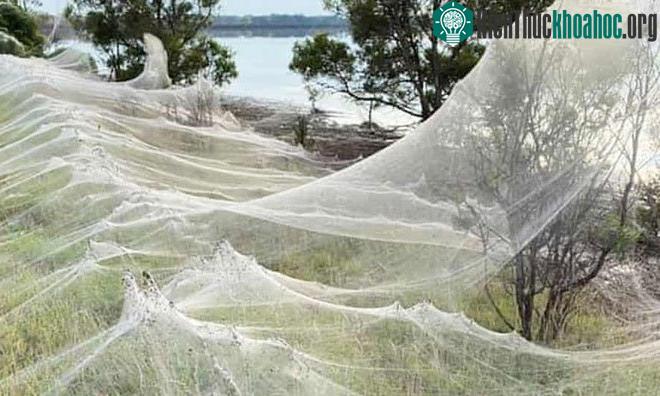 Mạng nhện khổng lồ ở Traralgon, Australia.
