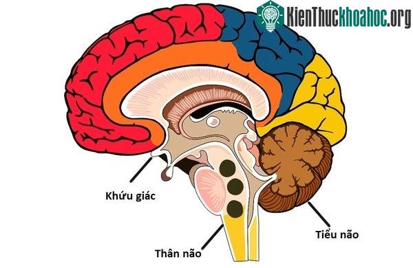 Các khu vực tìm thấy magnetit trong não người.
