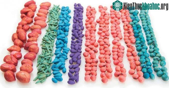 Hạt giống được tẩm trộn thuốc trước khi gieo trồng