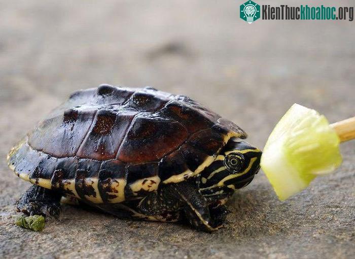 Nuôi rùa cảnh cũng làm tăng nguy cơ tuyệt chủng loài do thúc đẩy săn bắt rùa.