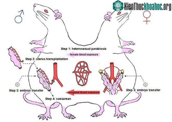 Sơ đồ thí nghiệm "làm chuột đực có thai" của các nhà khoa học Trung Quốc.
