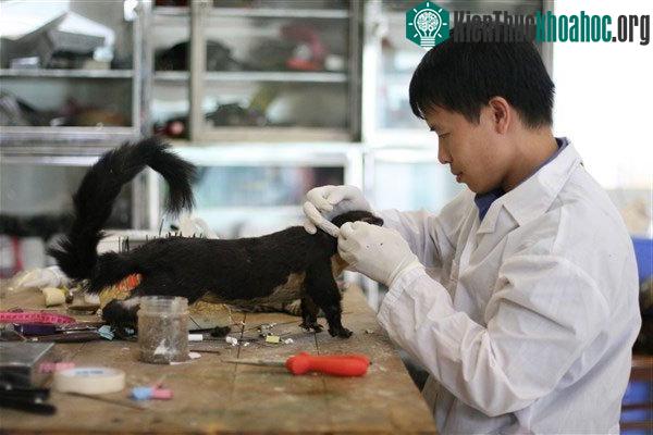 Chuyên gia đang hoàn thiện một tiêu bản sóc.