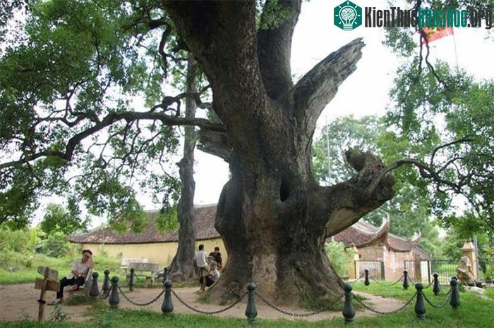 Cây Dã Hương